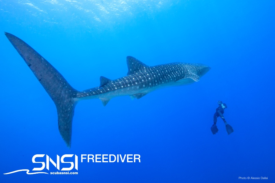 SNSI Freediver Image