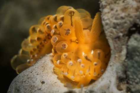 nudi5